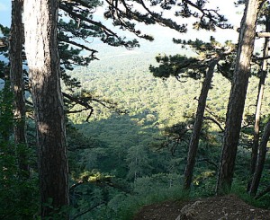 Такси Симферополь - Алупка